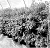 Rubus%20idaeus%20%27BWPRASP02%27