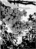 Vitis%20vinifera%20L.%20%27SV36-61-150%27