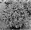 Buddleja%20davidii%20%27Botex%20007%27