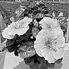 Hibiscus%20rosa-sinensis%20%27Peach%20Ripple%20Wind%27