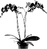 Phalaenopsis%20hybrida%20%27Hot%20Chilli%27