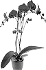 Phalaenopsis%20hybrida%20%27Time%20Bandit%27