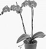 Phalaenopsis%20hybrida%20%27Carajillo%27