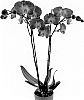 Phalaenopsis%20hybrida%20%27Soulmate%27