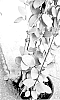 Hoya%20carnosa%20x%20serpens%20%27Grey%20Fairy%27