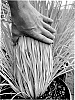 Schizachyrium%20scoparium%20%27Sandhill%27
