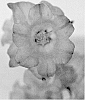 Campanula%20medium%20%27CHAMELEON%20LIGHT%20BLUE%27