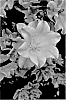 Campanula%20medium%20%27CHAMELEON%20PINK%20BLUSH%27