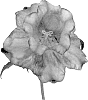 Campanula%20medium%20%27CHAMELEON%20BLUE%27