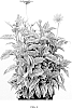 Heliopsis%20helianthoides%20%27VAR006%27