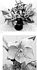 Helleborus%20ballardiae%20X%20Helleborus%20x%20hybridus%20%27HM%201212%27