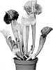 Sarracenia%20hybrid%20%2723CF101%27