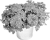 Verbena%20x%20hybrida%20%27KLEVP23139%27