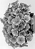Petunia%20X%20hybrida%20%27Dopetpotplucor%2024%27