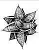 Sansevieria%20trifasciata%20%27HANSOTI40%27