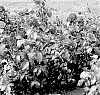 Rosa%20hybrida%20%27KORclagran%27