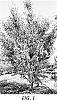 Prunus%20dulcis%20%27BRD38.148%27