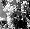 Vitis%20spp.%20hybrid%20%27ND054.27%27