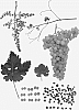 Vitis%20vinifera%20%27Sheegene%2029%27