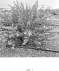 Calliandra%20eriophylla%20X%20californica%20%27Mexicali%20Rose%27