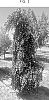 Styrax%20japonicus%20%27ORSTSTYx1%27