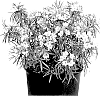 Choisya%20x%20hybrida%20%27Valencia%20Fizz%27