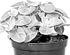 Senecio%20candidans%20%27Sennova%20Mi%20RL%27