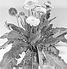 Gerbera%20hybrida%20%27GOS202101%27