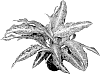 Dieffenbachia%20hybrid%20%27DIEMAWO%27