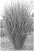 Panicum%20virgatum%20%27Nontlobg%27