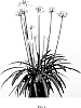 Agapanthus%20praecox%20%27HPP4087%27