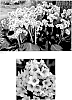 Bergenia%20%27Fairytale%20Romance%27