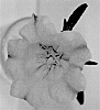 Campanula%20medium%20%27CHAMELEON%20ROSE%27