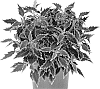 Coleus%20scutellarioides%20%27Docoldotonas%27