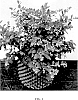 BLUEBERRY%20PLANT%20NAMED%20%27IBUGA001%27