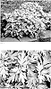 Artemisia%20plant%20named%20%27Silver%20Lining%27