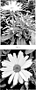 LEUCANTHEMUM%20PLANT%20NAMED%20%27LEUZ0008%27