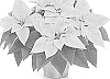 Euphorbia%20pulcherrima%20%27NPCW23402%27