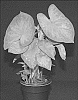 Caladium%20X%20hortulanum%20%27RSB%20OF15-200%27