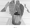 Philodendron%20hybrid%20%27Tropic%20Blush%27