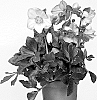 Helleborus%20niger%20X%20Helleborus%20x%20hybridus%20%27HL%201034%27
