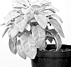 Senecio%20candidans%20%27Angel%20Baby%27