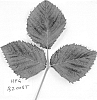 Rubus%20L.%20subgenus%20Rubus%20%27HFG%20B2008T%27