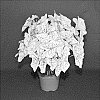 Caladium%20X%20hortulanum%20%27CST%20OF14-255%27