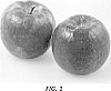 Malus%20domestica%20%27PremA019%27
