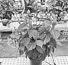 Hibiscus%20rosa-sinensis%20%27Dohibcarbre%27