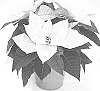 Euphorbia%20pulcherrima%20%27NPCW23396%27