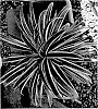 Yucca%20desmetiana%20%27JSCS01%27