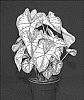 Caladium%20X%20hortulanum%20%27WCH%20OF14-1172%27