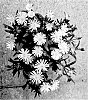 Delosperma%20nubigenum%20%27S3whi%27